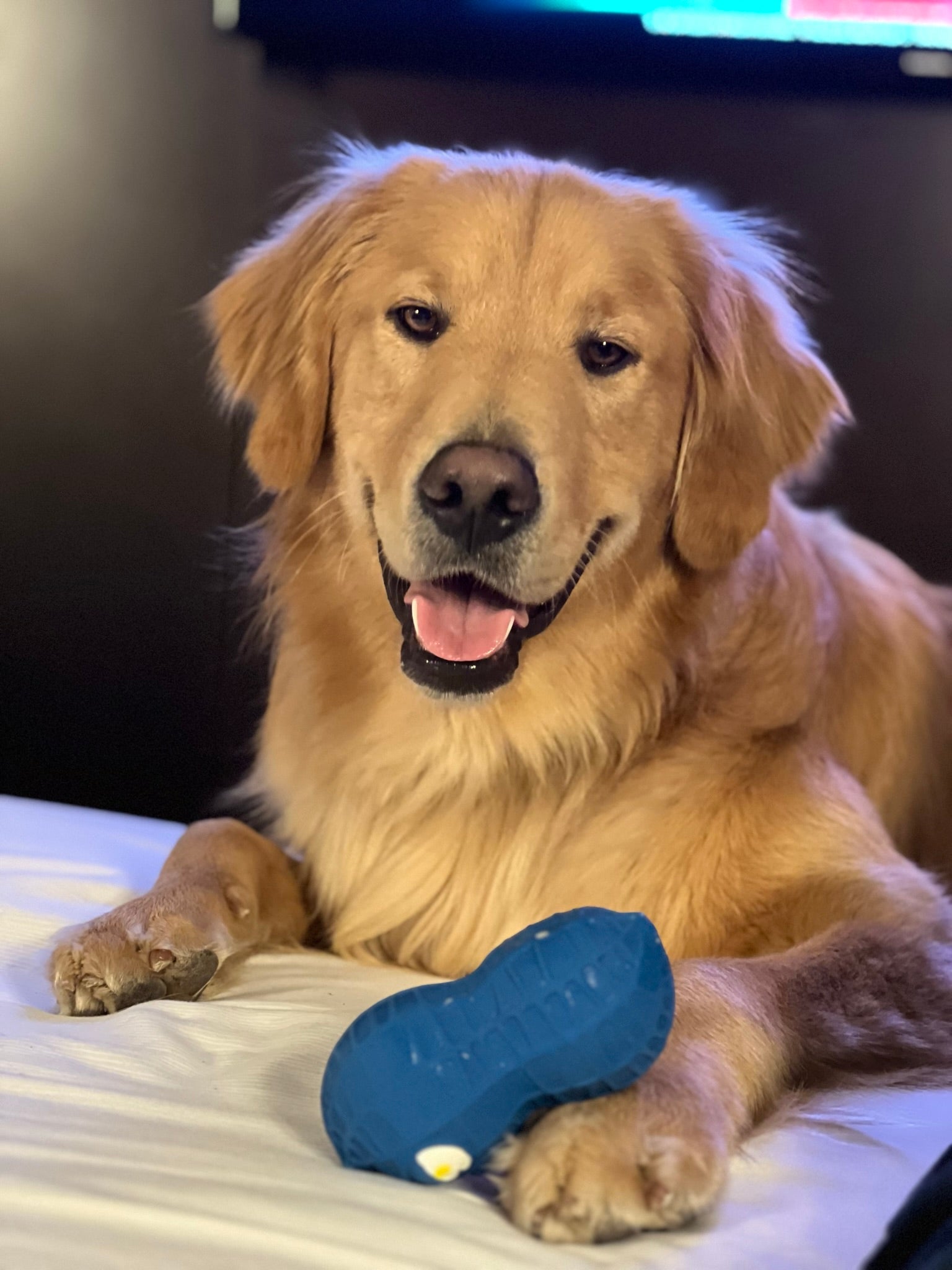 Meet Leo: The South Bay Golden Retriever Spreading Joy, Adventure & Good Vibes