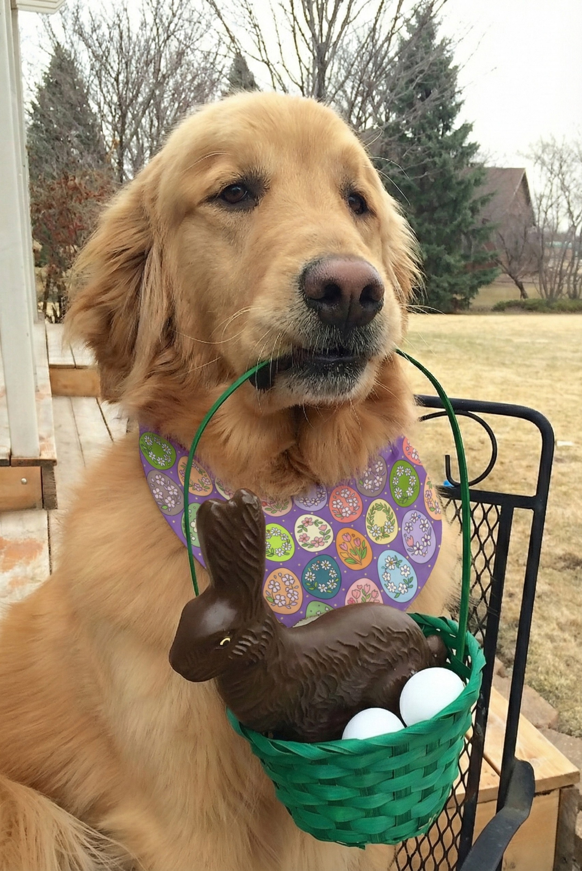 Floral Easter Egg Hunt Spring Dog Bandana