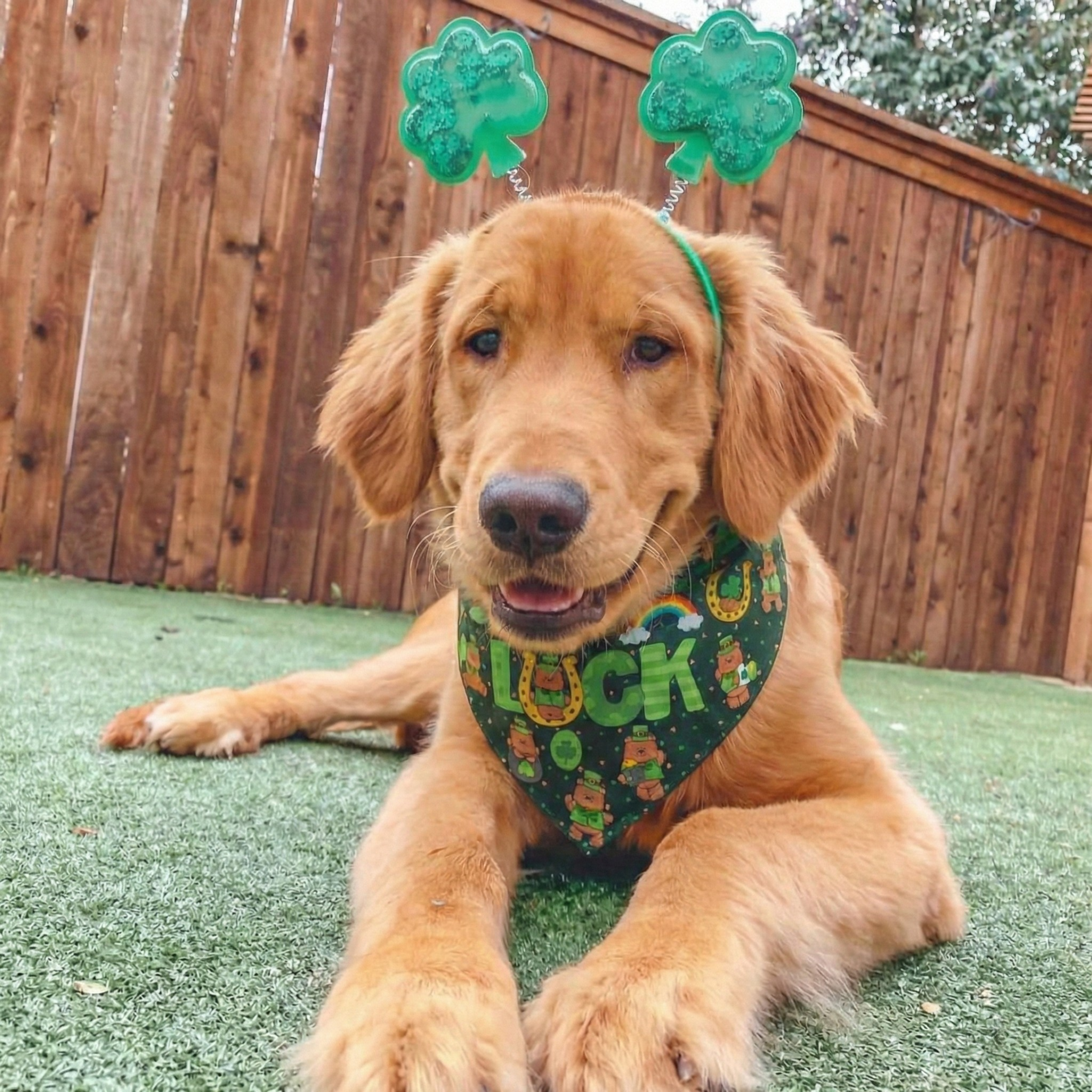 Lucky Bear St. Patrick's Day Dog Bandana